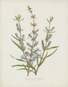 Azure Pentstemon、Pentstemon Azureus 作： English School